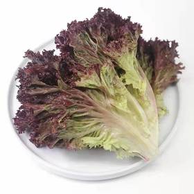 赞字村紫叶生菜