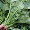 【严选】狮山新鲜油菜苔4斤（基地直发） 商品缩略图4