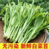 【严选】狮山新鲜白菜苔4斤（基地直发） 商品缩略图0