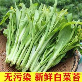 【严选】狮山新鲜白菜苔4斤（基地直发）