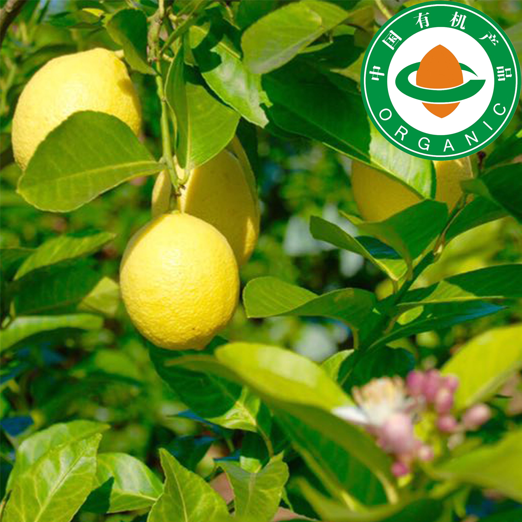 【产地直发包邮】坡坡上有机鲜柠檬