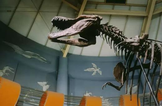 【河南自博-研学】2022暑假恐龙科学营（托管） 商品图3