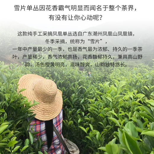 茶小懂私房单丛雪片鸭屎香80G（散装茶） 商品图6