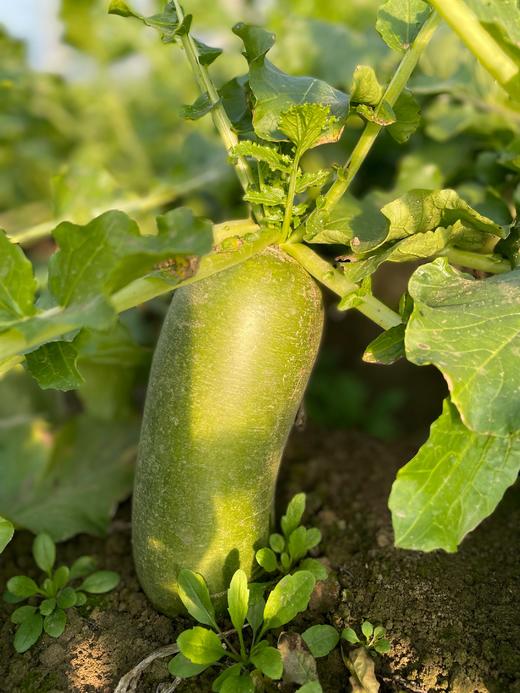 潍县萝卜 青萝卜单品 商品图0