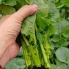 【严选】狮山新鲜油菜苔4斤（基地直发） 商品缩略图5