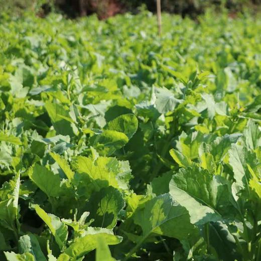 【严选】狮山新鲜油菜苔4斤（基地直发） 商品图2