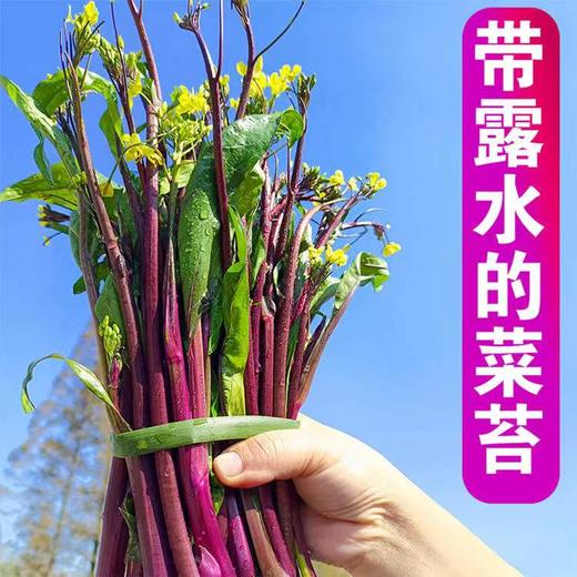 【严选】狮山新鲜红菜苔4斤包邮（基地直发） 商品图0