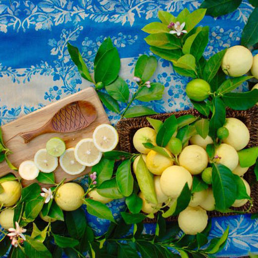 【产地直发包邮】坡坡上有机鲜柠檬 商品图1