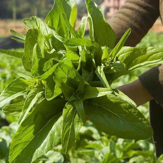 【严选】狮山新鲜油菜苔4斤（基地直发） 商品图6