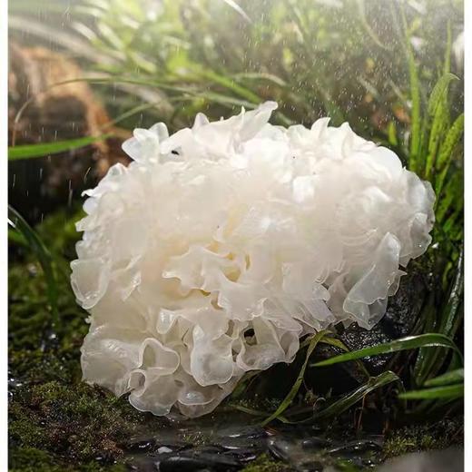 丨有机丨银耳露一箱（1kg*6瓶）银耳来自食用菌之都-福建宁德古田县 商品图6