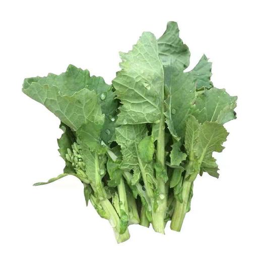 【严选】狮山新鲜油菜苔4斤（基地直发） 商品图9