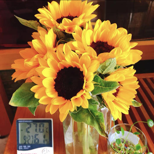 【优惠换购】精品向日葵2支〔满39元优惠换购〕 商品图0