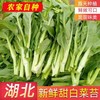 【严选】狮山新鲜白菜苔4斤（基地直发） 商品缩略图1