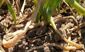 大葱种植病害防治——猝倒病