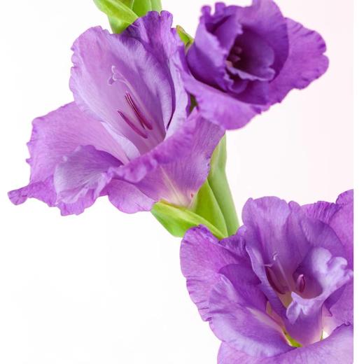 花友专享 | 剑兰-紫色 3枝 商品图1