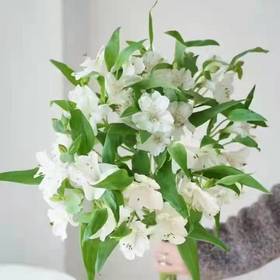 海盛水仙百合（A级）