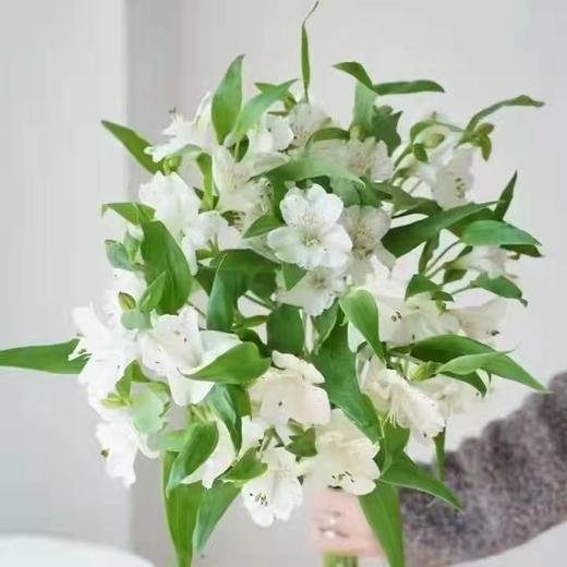 海盛水仙百合（A级） 商品图0