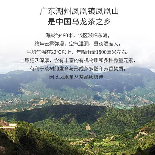 茶小懂私房单丛雪片鸭屎香80G（散装茶） 商品图3