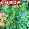 【严选】狮山新鲜油菜苔4斤（基地直发） 商品缩略图0
