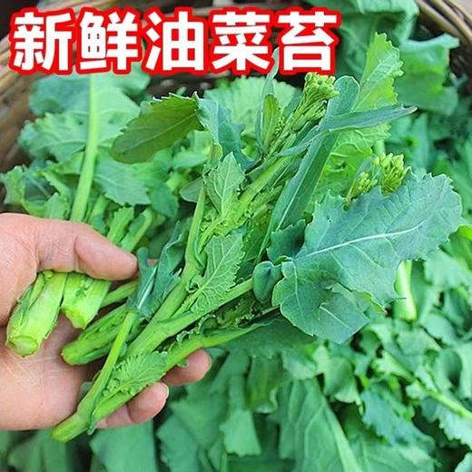 【严选】狮山新鲜油菜苔4斤（基地直发） 商品图0