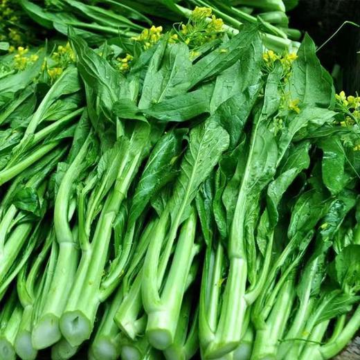 【严选】狮山新鲜油菜苔4斤（基地直发） 商品图7
