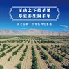 （下单3盒枸杞汁送1瓶枸杞，1瓶黄【健康养生快乐生活系列】钻石红有机枸杞100%枸杞原浆汁 商品缩略图4