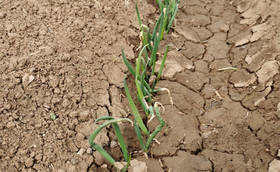 大葱种植病害防治——病毒病