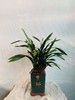 墨兰盆栽 商品缩略图0