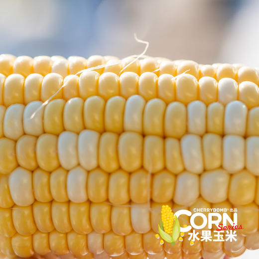 生熟两吃高甜度水果玉米  中通快递 商品图9