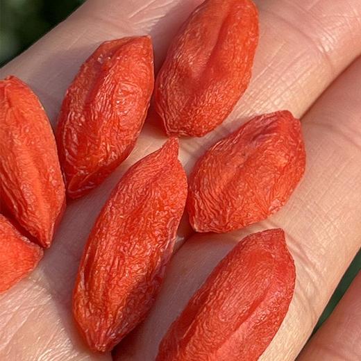 宁夏中宁玺赞庄园锁鲜红枸杞  |  生态种植，精选头茬特级大果，真的老大一颗️极速冻鲜技术，保留枸杞鲜果水分，像鲜枸杞一样明艳红润，非常有新鲜度，可以直接嚼着吃，像葡萄干一样口感，又脆又甜又弹牙! 商品图2