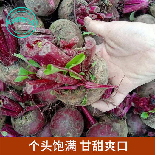 生态种植甜菜根 约5斤装 商品图1