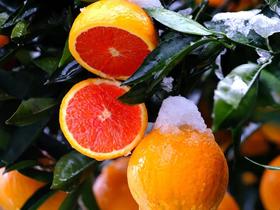  肉嫩！多汁！这颗极少见的红宝石，风味浓郁，酸甜可口~ 