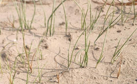 大葱种植病害防治——立枯病