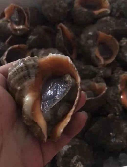 【腊月26-27配送】东港鲜活大海螺2斤装每箱，每斤（4-6个） 商品图1