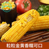 黄糯玉米 8根 商品缩略图1