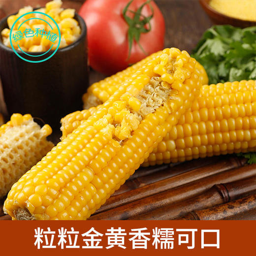 黄糯玉米 8根 商品图1