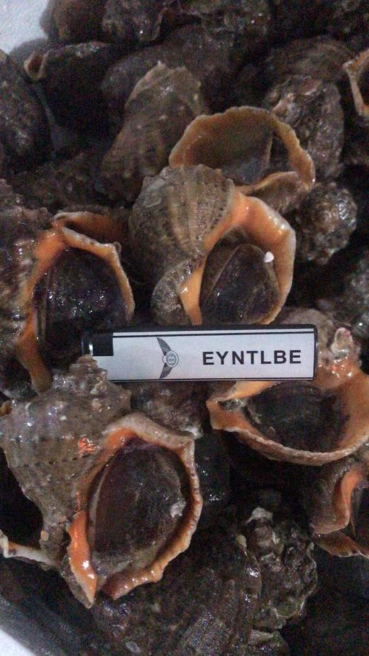 【腊月26-27配送】东港鲜活大海螺2斤装每箱，每斤（4-6个） 商品图0