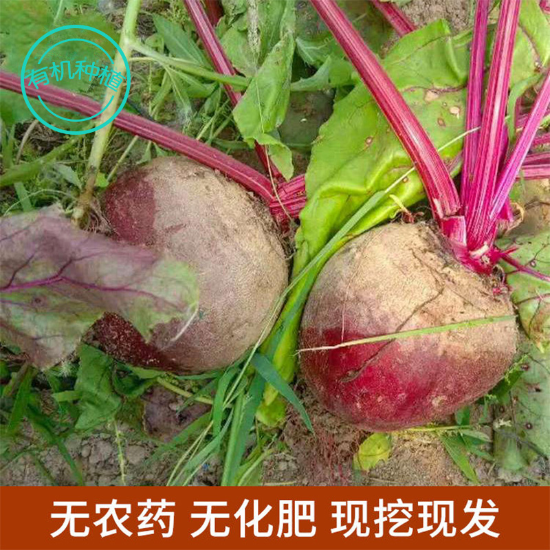 生态种植甜菜根 约5斤装