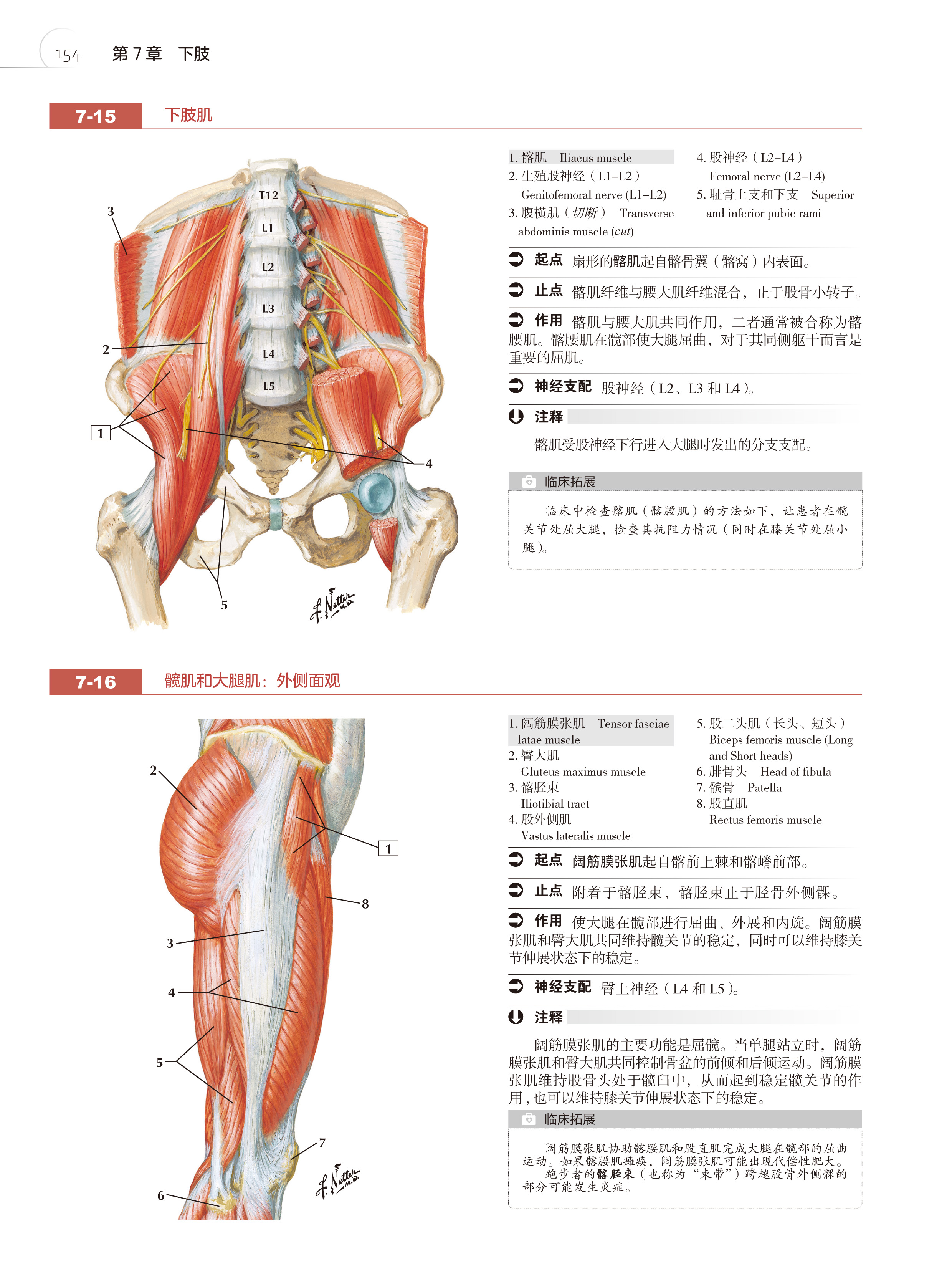 奈特简明人体解剖学图谱