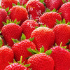 【丹东红颜九九草莓】个大如蛋、奶香浓郁、口口甜蜜暴击，草莓中的爱马仕~ 商品缩略图1