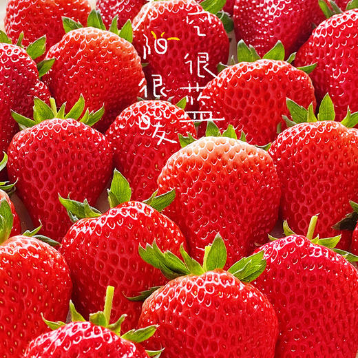 【丹东红颜九九草莓】个大如蛋、奶香浓郁、口口甜蜜暴击，草莓中的爱马仕~ 商品图1