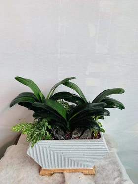 君子兰组合盆栽