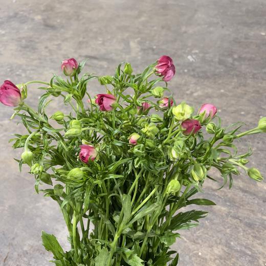 配花 ｜ 蝴蝶洋牡丹玫红 商品图0