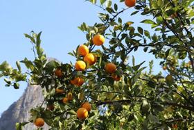  一口爱上网红「有机颂柑」，皮薄肉嫩、一捏飚汁，春季解油腻、补维C首选！ 