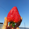 【丹东红颜九九草莓】个大如蛋、奶香浓郁、口口甜蜜暴击，草莓中的爱马仕~ 商品缩略图0