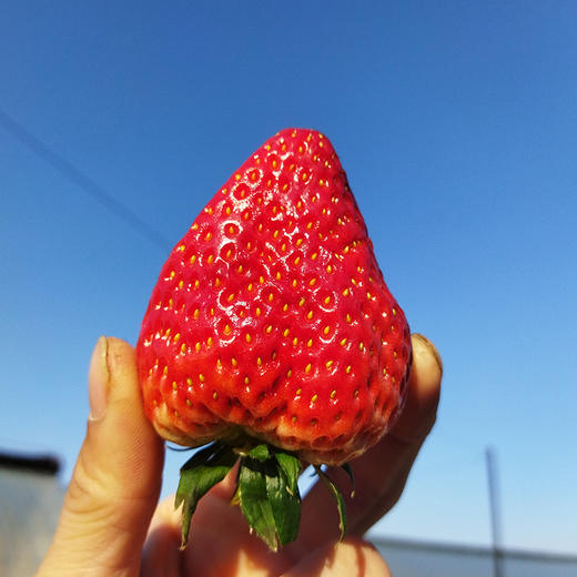 【丹东红颜九九草莓】个大如蛋、奶香浓郁、口口甜蜜暴击，草莓中的爱马仕~ 商品图0