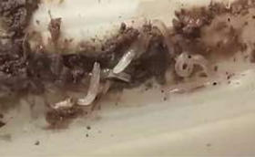 大葱种植虫害防治——地蛆（黑头蛆、白头蛆）