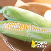生熟两吃高甜度水果玉米  中通快递 商品缩略图11