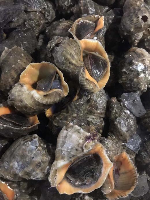【腊月26-27配送】东港鲜活大海螺2斤装每箱，每斤（4-6个） 商品图2
