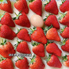 【丹东红颜九九草莓】个大如蛋、奶香浓郁、口口甜蜜暴击，草莓中的爱马仕~ 商品缩略图2